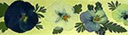 senaladoresconfloresecas-1