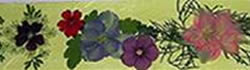senaladoresconfloresecas-2