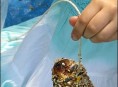 imagen Alimentador casero de aves