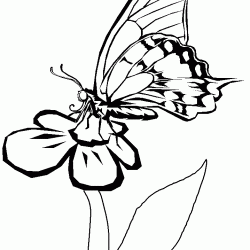 Mariposas para colorear-06
