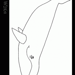 Ballenas para colorear-01