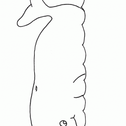 Ballenas para colorear-08