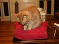 imagen Recicla tu viejo monitor para tu gato