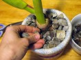 imagen Recicla un sueter para tus macetas