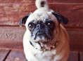 imagen Cómo hacer un collar para tu perrito