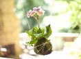imagen Aprende a hacer un kokedama