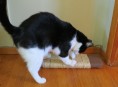 imagen Cómo hacer un rascador para gatos