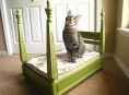 imagen Cómo hacer una cama para tu mascota