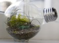 imagen Cómo hacer un terrario con una bombilla