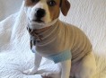 imagen Un abrigo para tu mascota