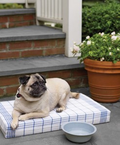 almohadon-facil-para-tus-mascotas almohadon-facil-para-tus-mascotas
