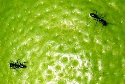 Tip práctico contra cucarachas y hormigas