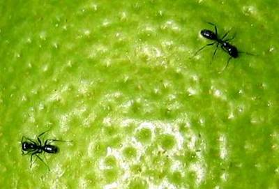 Tip práctico contra cucarachas y hormigas Tip práctico contra cucarachas y hormigas