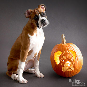 Boxer