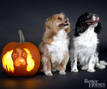Cavalier King Charles Spaniel