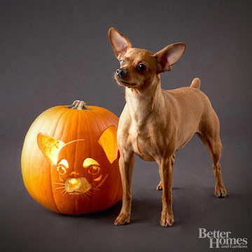 Chihuahua