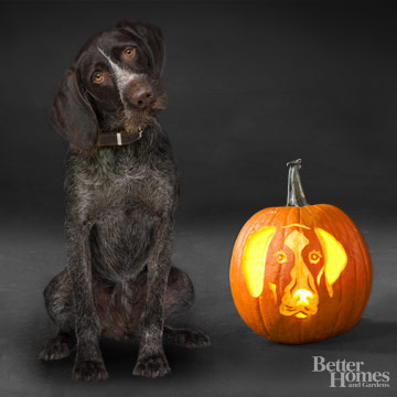 German Shorthaired Pointer