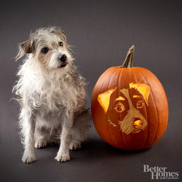 Jack Russell Terrier
