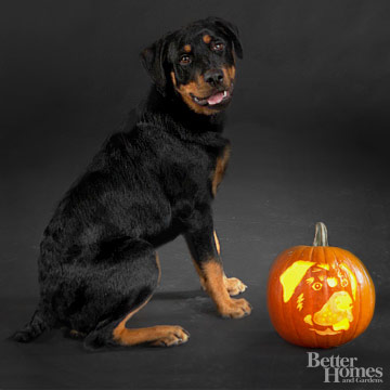 Rottweiler