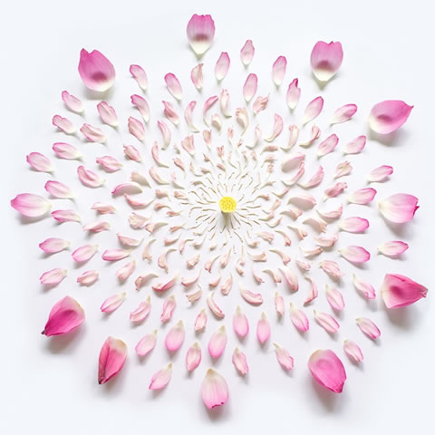 Una belleza sólo con flores 10