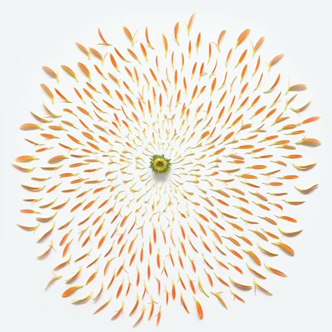 Una belleza sólo con flores 11