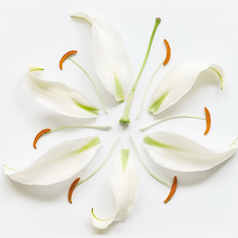 Una belleza sólo con flores 13