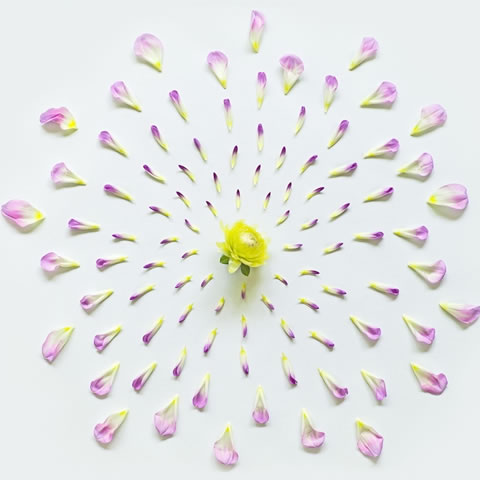Una belleza sólo con flores 2
