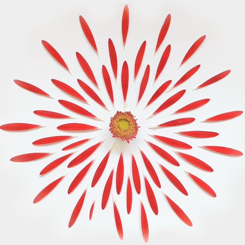 Una belleza sólo con flores 4