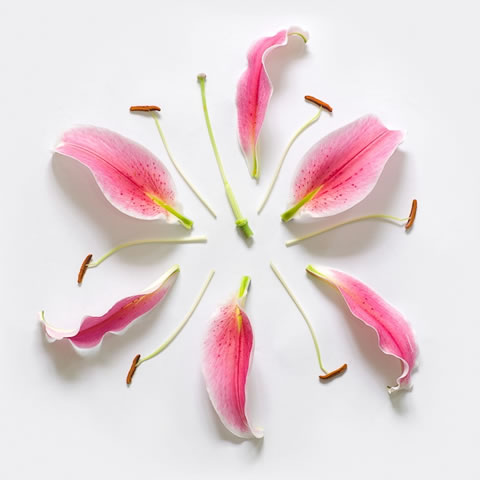 Una belleza sólo con flores 5