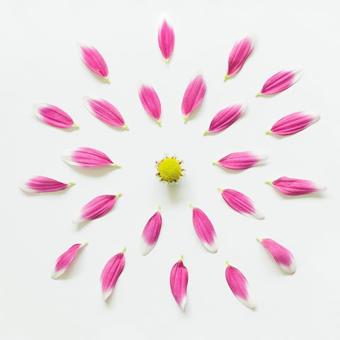 Una belleza sólo con flores 6