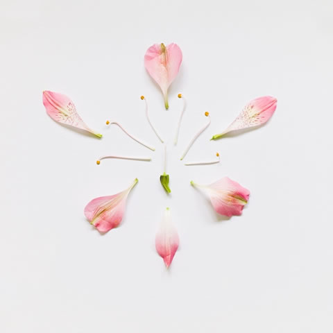 Una belleza sólo con flores 7