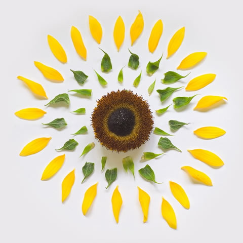 Una belleza sólo con flores 9