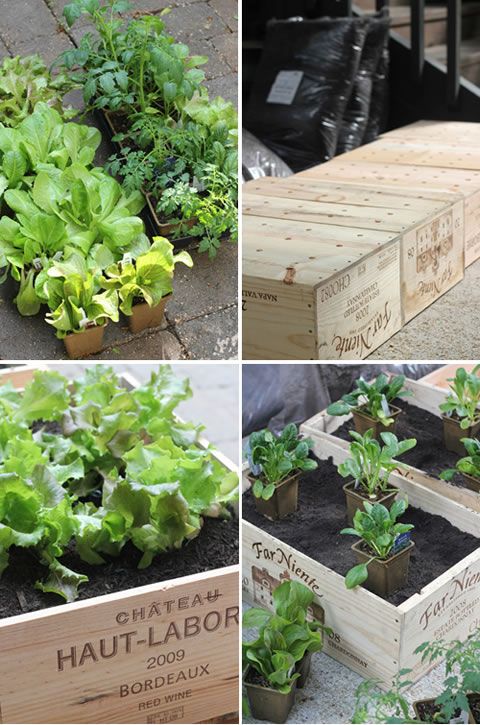 Arma tu propio jardín en casa 2