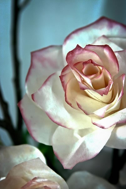 Rosas con filtros de café