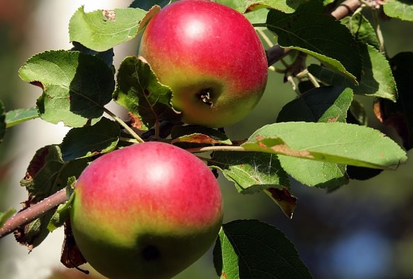 Mascarilla de manzanas