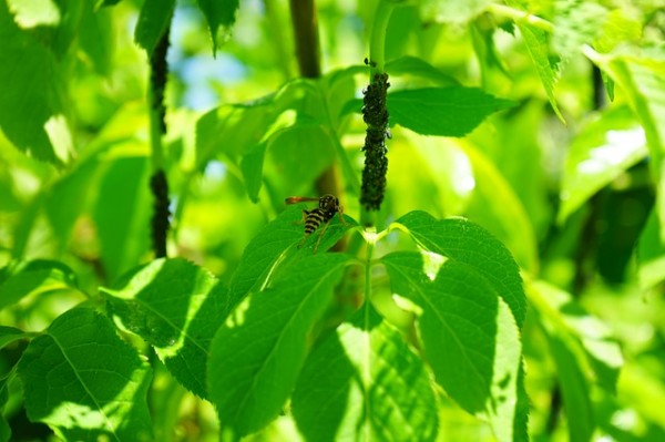 algunos-usos-del-aceite-esencial-de-menta-02